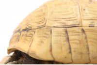tortoise shell 0023